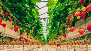 Rows of ripe and unripe strawberries growing in a greenhouse, suspended in elevated white planters with green leaves overhead and bright natural light coming through the glass roof.