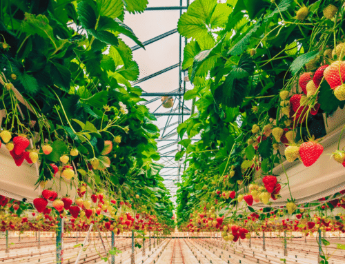 How Indoor Growing Facilities Can Protect Crops from Bacterial and Fungal Threats