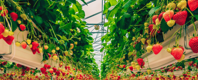 Rows of ripe and unripe strawberries growing in a greenhouse, suspended in elevated white planters with green leaves overhead and bright natural light coming through the glass roof.