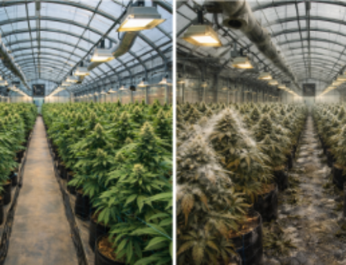 Reducing Microbial Risk to Improve Cannabis Crop Yield